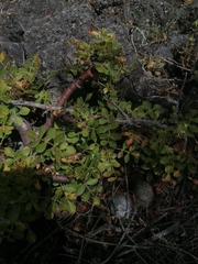 Bursera glabrifolia