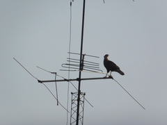 Caracara plancus