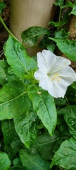 Mirabilis jalapa