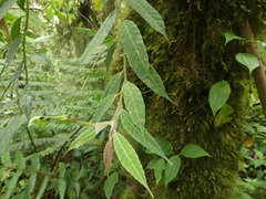Burmeistera cylindrocarpa