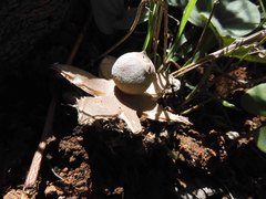 Geastrum fornicatum