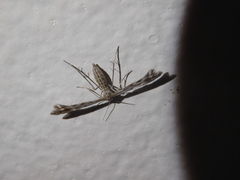 Singularia alternaria