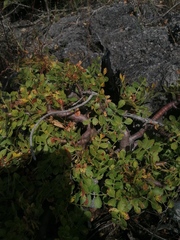 Bursera glabrifolia