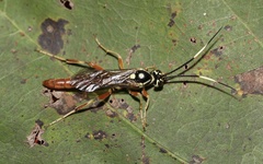 Cratichneumon w-album