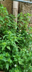 Mirabilis jalapa