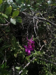 Barkeria vanneriana