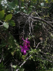 Barkeria vanneriana, photograph Carlos Domínguez-Rodríguez, CC BY, iNaturalist via GBIF