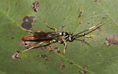 Cratichneumon w-album