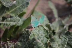 Callophrys