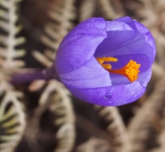 Crocus nudiflorus
