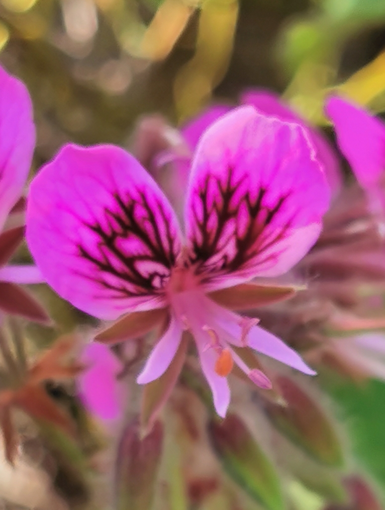Heartleaf Storksbill