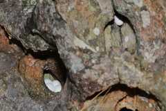 Phyllopezus pollicaris