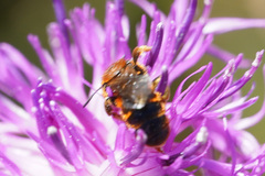 Osmia rufohirta