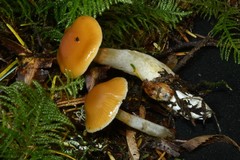 Cortinarius causticus