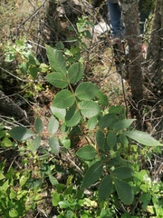 Bursera glabrifolia