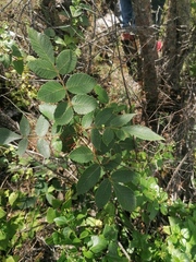 Bursera glabrifolia