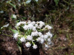 Ageratina jucunda