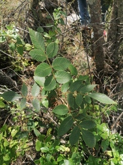Bursera glabrifolia