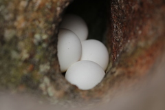 Phyllopezus pollicaris