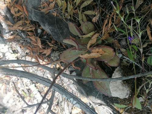 Echeveria nodulosa