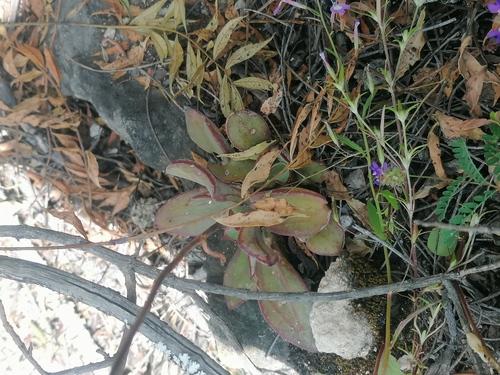 Echeveria nodulosa