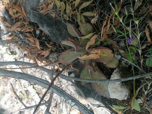 Echeveria nodulosa