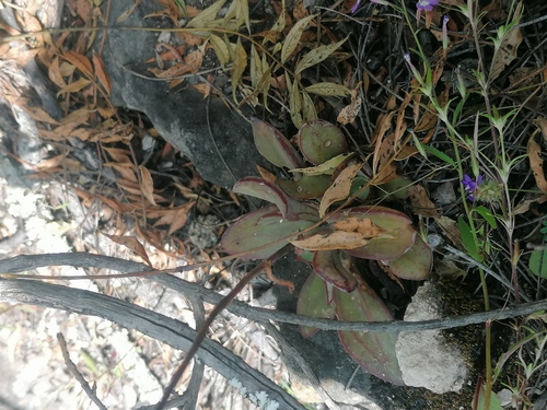Echeveria nodulosa