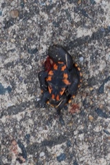 Kinosternon subrubrum subrubrum