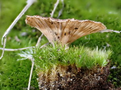 Cotylidia undulata