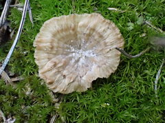 Cotylidia undulata
