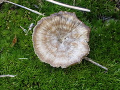 Cotylidia undulata