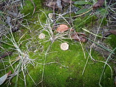 Cotylidia undulata