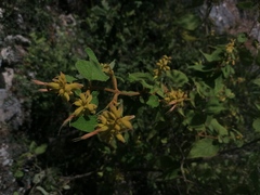 Salvia lasiantha
