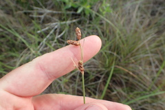 Fimbristylis castanea