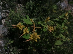 Salvia lasiantha