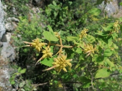 Salvia lasiantha