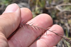 Bouteloua uniflora