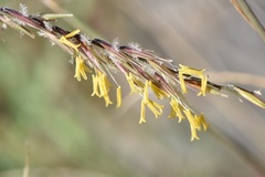 Bouteloua uniflora