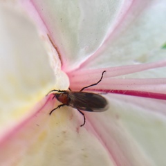 Dilophus strigilatus