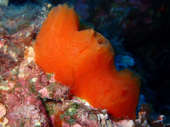 Aplidium elegans