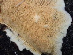 Steccherinum nitidum