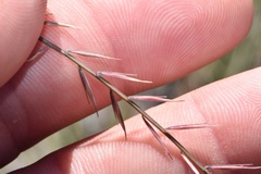 Bouteloua uniflora