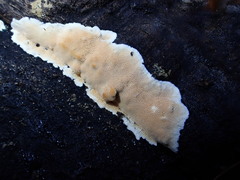 Steccherinum nitidum