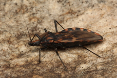 Triatoma vitticeps