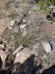 Bouteloua uniflora