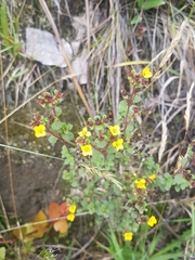 Chaetolepis microphylla