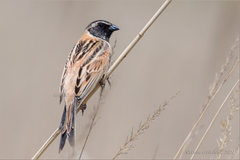 Emberiza yessoensis