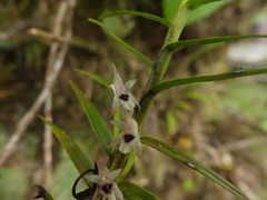Maxillaria graminifolia