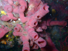 Haliclona mediterranea