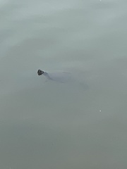 Trachemys scripta image